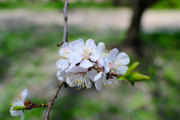 Primer plano de flores de árbol