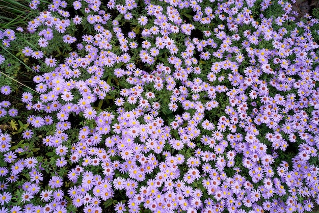 Primer plano de flores de Aster aromáticas de color púrpura en un campo