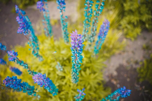 Foto primer plano de las flores azules que florecen al aire libre