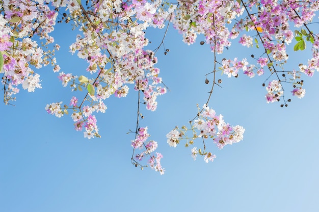 Primer plano de flores de belleza en el árbol de trompeta rosa