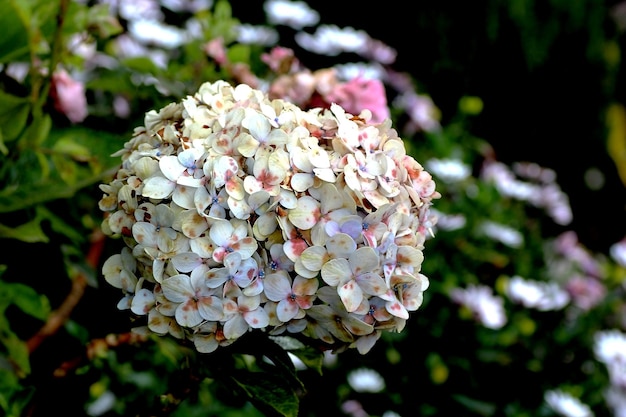 Foto primer plano de las flores blancas en el árbol