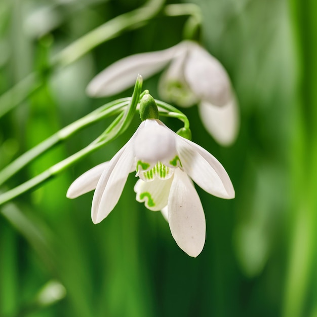 Primer plano de flores blancas de campanillas comunes que crecen sobre un  fondo verde de copyspace