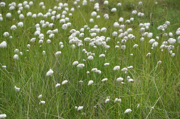 Primer plano de las flores blancas en el campo