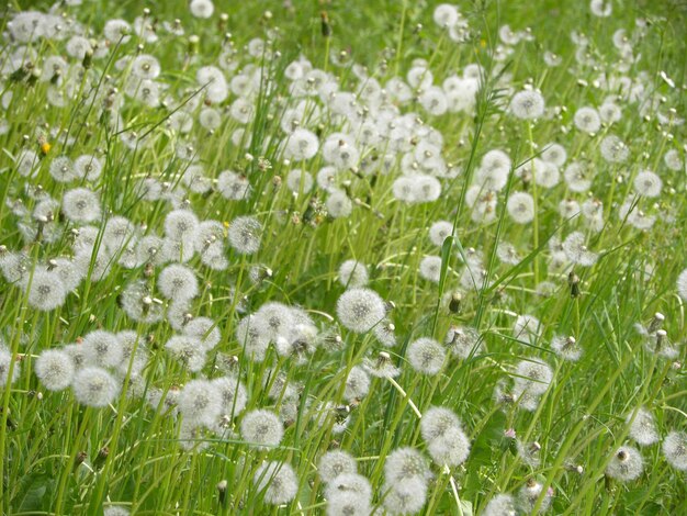 Primer plano de las flores blancas en el campo