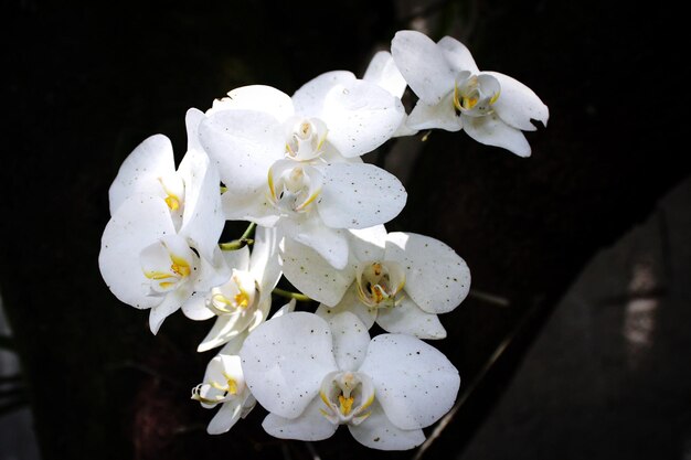 Foto primer plano de las flores blancas de cerezo