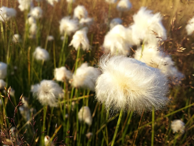 Primer plano de las flores blancas del diente de león