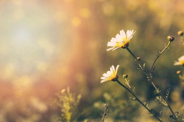 Primer plano de flores blancas en flor