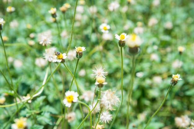 Primer plano de flores blancas en flor