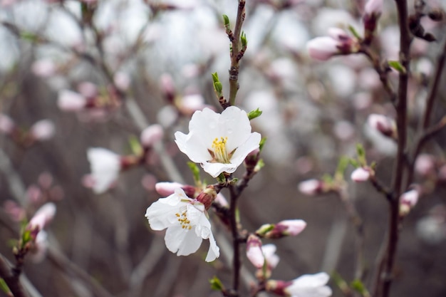 Primer plano de las flores blancas florecientes de la foto del concepto de árbol de albaricoque Flor de primavera Fotografía con fondo borroso Imagen de alta calidad