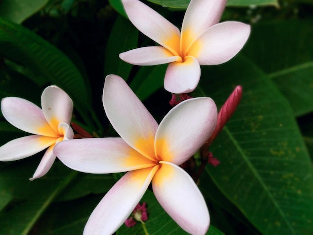 Foto primer plano de las flores blancas de frangipani