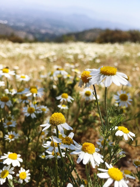 Foto primer plano de las flores blancas frescas en el campo