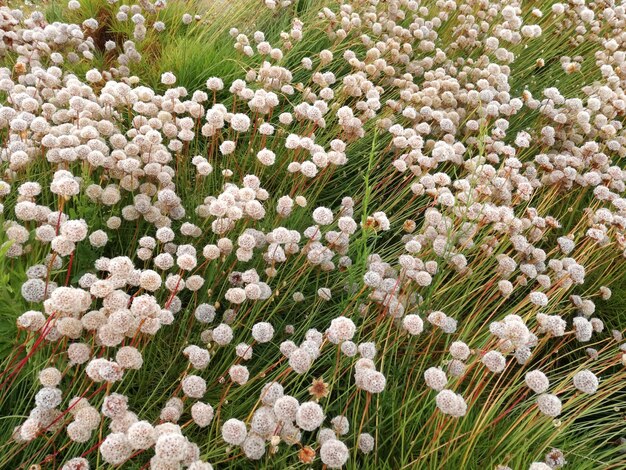 Primer plano de las flores blancas frescas en el campo