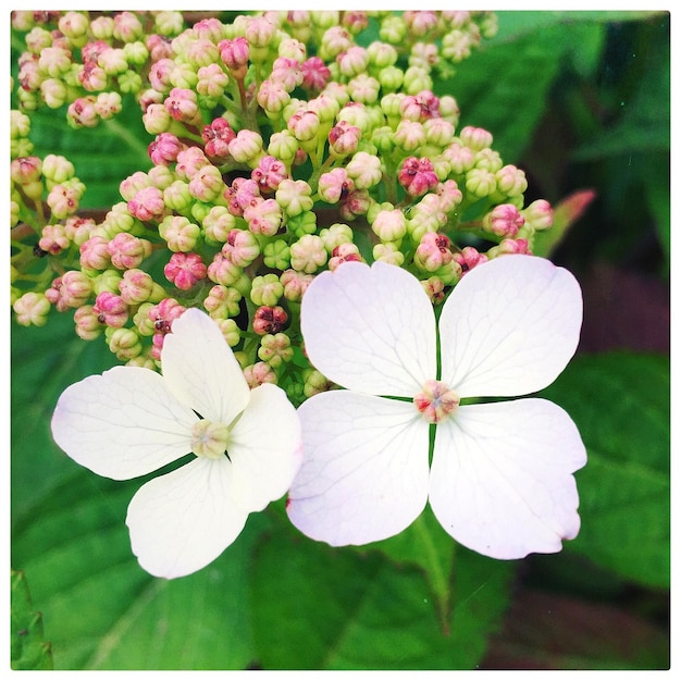 Foto primer plano de las flores blancas de la hortensia