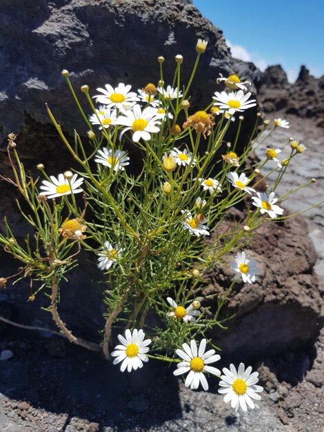 Foto primer plano de las flores blancas de margarita en el campo