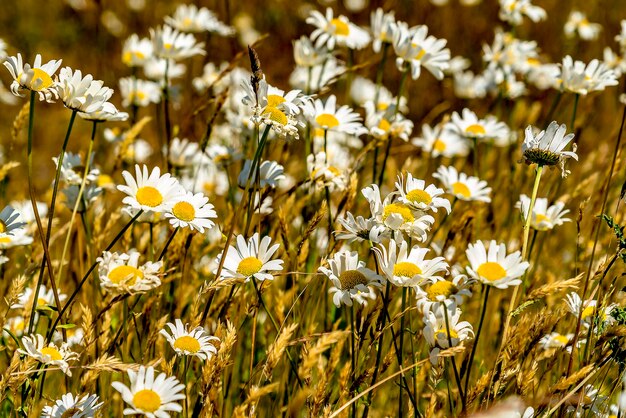 Foto primer plano de las flores blancas de margarita en el campo