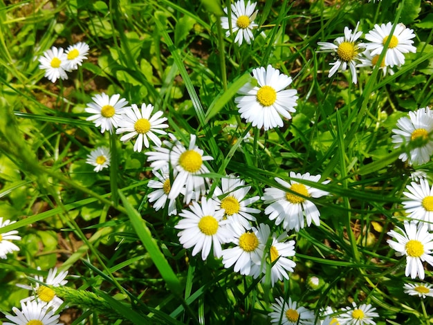 Foto primer plano de las flores blancas de margarita que florecen en el campo