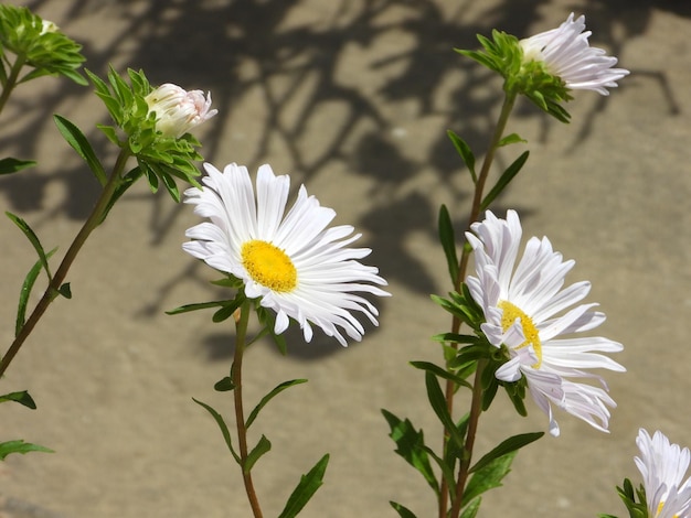 Foto primer plano de las flores blancas de la margarita