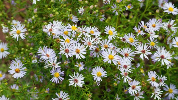 Primer plano de las flores blancas de la margarita