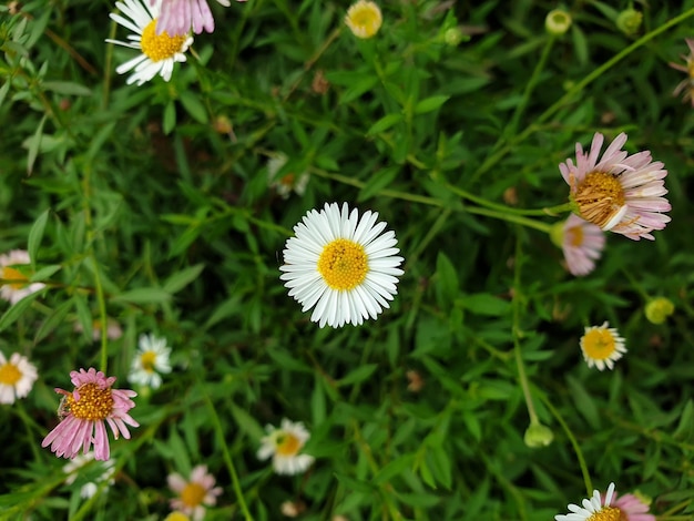 Foto primer plano de las flores blancas de la margarita