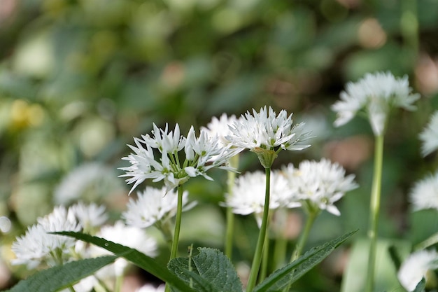Primer plano de las flores blancas de la margarita