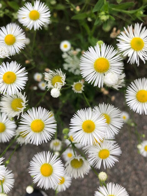 Foto primer plano de las flores blancas de la margarita