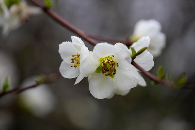Primer plano Flores blancas de membrillo japonés Enfoque selectivo de fondo floral de primavera