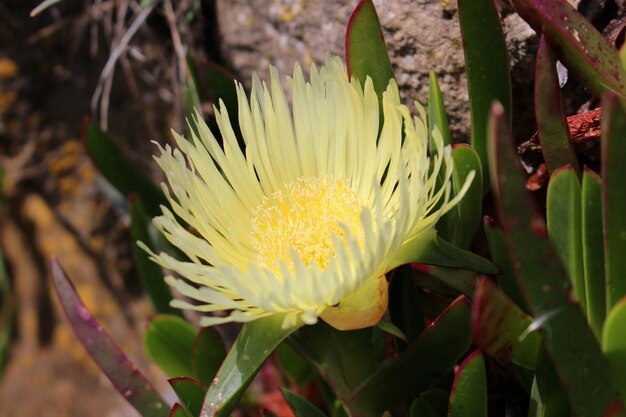 Foto primer plano de las flores blancas que crecen en el campo