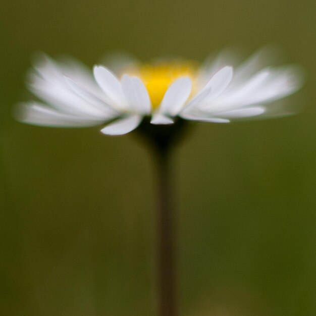 Primer plano de las flores blancas que florecen al aire libre