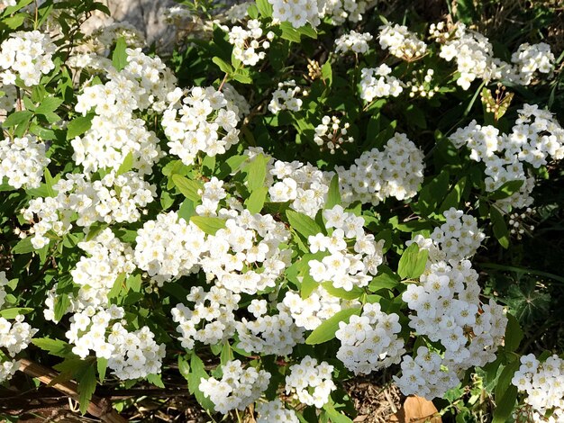 Foto primer plano de las flores blancas que florecen al aire libre
