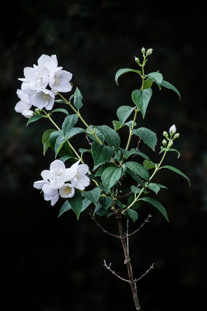 Foto primer plano de flores blancas que florecen al aire libre