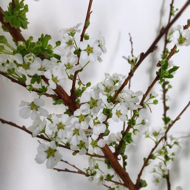 Primer plano de las flores blancas que florecen al aire libre