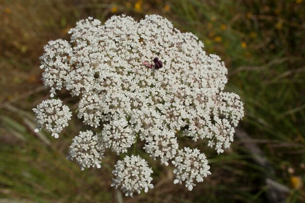 Foto primer plano de flores blancas que florecen al aire libre