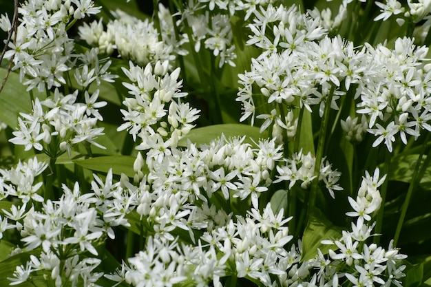 Foto primer plano de las flores blancas que florecen al aire libre