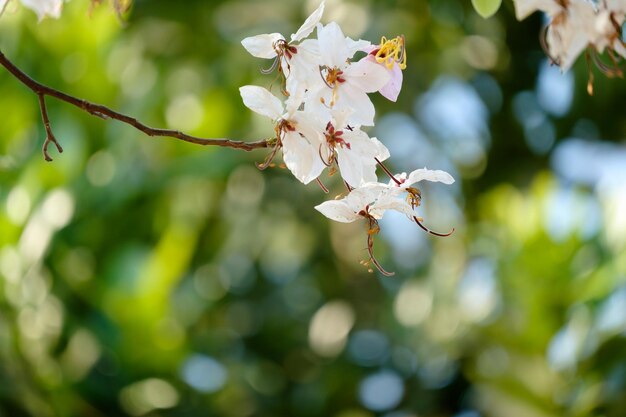 Foto primer plano de las flores blancas que florecen en el árbol