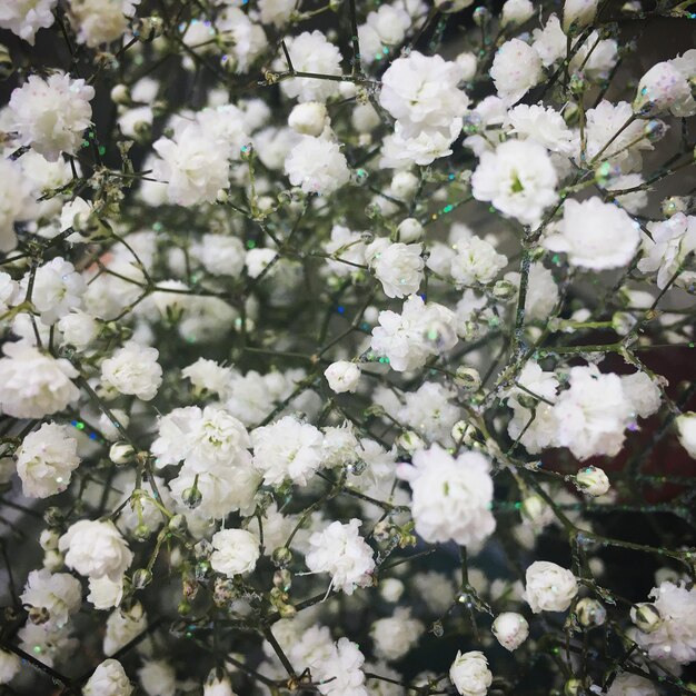 Foto primer plano de las flores blancas que florecen en el árbol