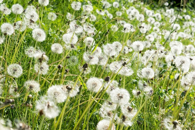 Primer plano de las flores blancas que florecen en el campo