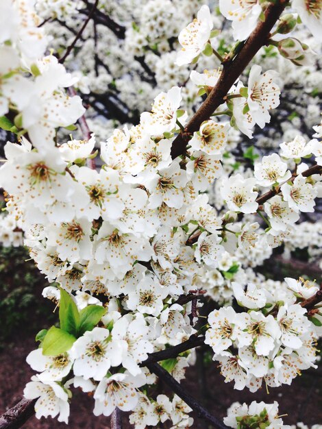 Foto primer plano de las flores blancas en la rama