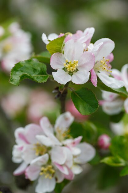 Primer plano de flores blancas y rosadas en primavera