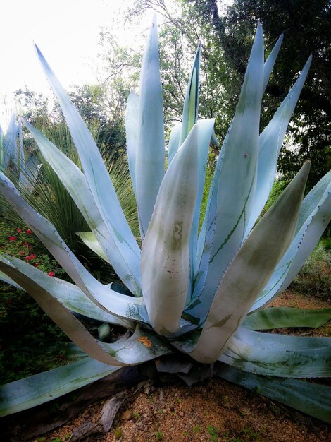 Foto primer plano de las flores blancas