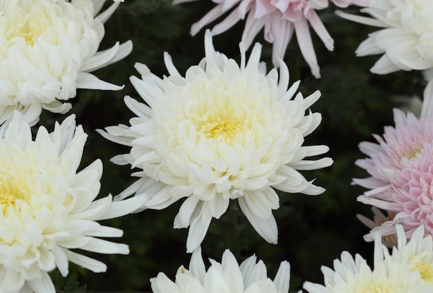 Primer plano de las flores blancas