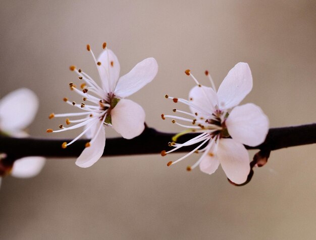 Foto primer plano de las flores blancas