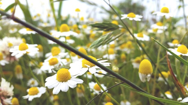 Foto primer plano de las flores blancas