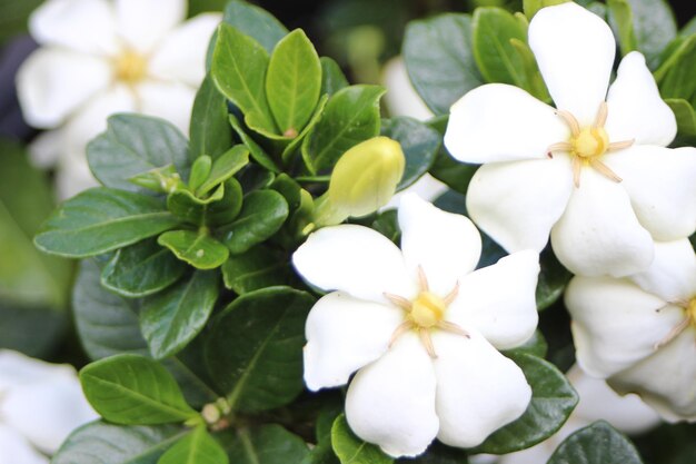 Primer plano de las flores blancas