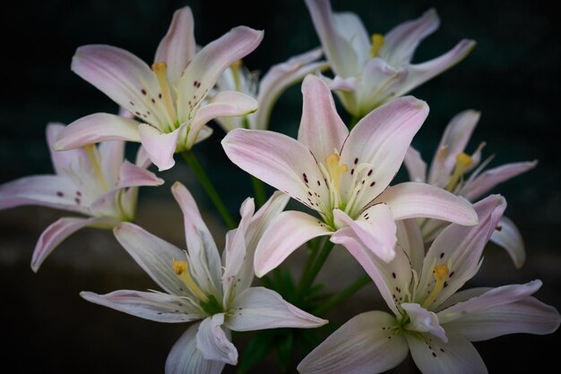 Foto primer plano de las flores blancas