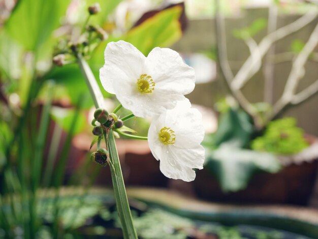 Foto primer plano de las flores blancas