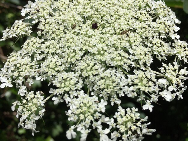 Primer plano de las flores blancas