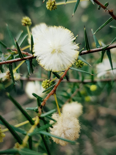 Foto primer plano de las flores blancas