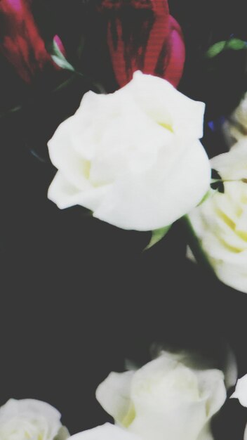 Foto primer plano de las flores blancas