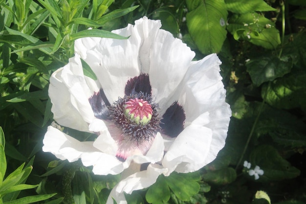 Foto primer plano de las flores blancas