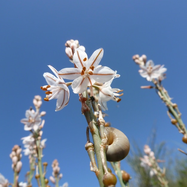 Foto primer plano de las flores blancas